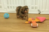 Sparkles, a female Cavapoo for sale in Hickory, NC – 10 of 10