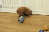 Tucker, a male Poodle - Toy  for sale in Hickory, NC – 10 of 10