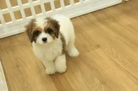 Scooter, a male Cavapoo for sale in Hickory, NC – 7 of 10