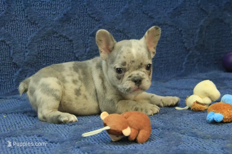 Jay – French Bulldog puppy for sale in Hickory, NC