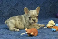 Jay, a male French Bulldog for sale in Hickory, NC – 1 of 9