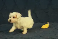 Cupcake, a female Maltipoo for sale in Hickory, NC – 5 of 10
