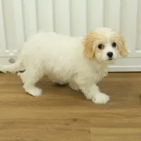 Snickers, a female Cavachon for sale in Hickory, NC – Photo 6 of 6