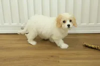 Snickers, a female Cavachon for sale in Hickory, NC – Photo 6 of 6