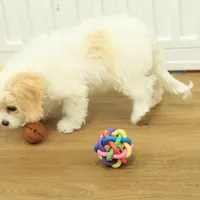 Snickers, a female Cavachon for sale in Hickory, NC – Photo 5 of 6