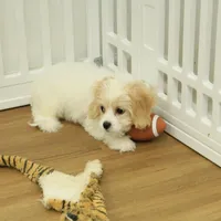 Snickers, a female Cavachon for sale in Hickory, NC – Photo 3 of 6