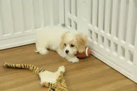 Snickers, a female Cavachon for sale in Hickory, NC – Photo 3 of 6