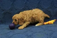 Archie, a male Cavapoo for sale in Hickory, NC – 2 of 8