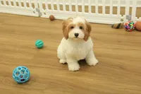 Sadie, a female Cavapoo for sale in Hickory, NC – Photo 8 of 8