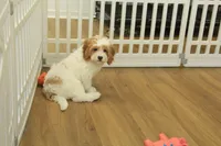 Sadie, a female Cavapoo for sale in Hickory, NC – Photo 3 of 8