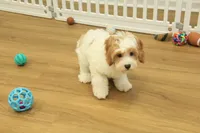 Sadie, a female Cavapoo for sale in Hickory, NC – Photo 6 of 8