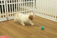 Sadie, a female Cavapoo for sale in Hickory, NC – Photo 4 of 8