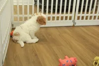 Sadie, a female Cavapoo for sale in Hickory, NC – Photo 2 of 8