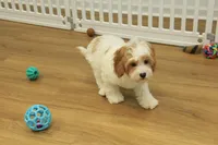 Sadie, a female Cavapoo for sale in Hickory, NC – Photo 5 of 8