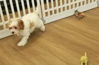 Sadie, a female Cavapoo for sale in Hickory, NC – Photo 1 of 8