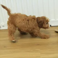 Pauline, a female Cavapoo for sale in Hickory, NC – Photo 4 of 10