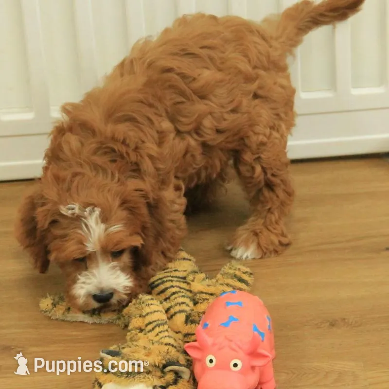 Pauline, a female Cavapoo for sale in Hickory, NC – Photo 7 of 10