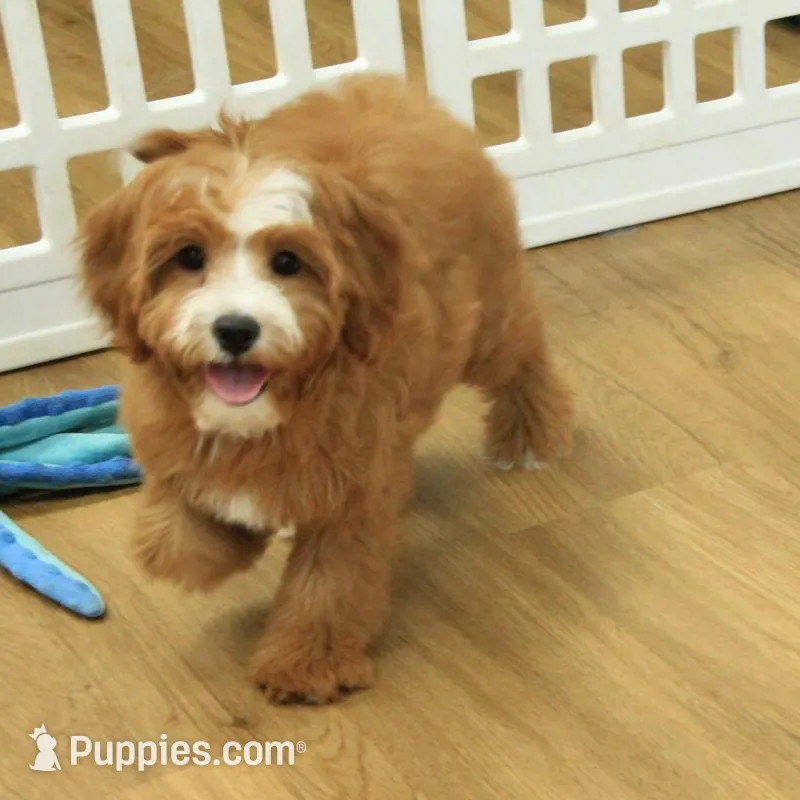 Pauline, a female Cavapoo for sale in Hickory, NC – Photo 9 of 10