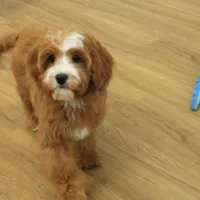 Pauline, a female Cavapoo for sale in Hickory, NC – Photo 10 of 10