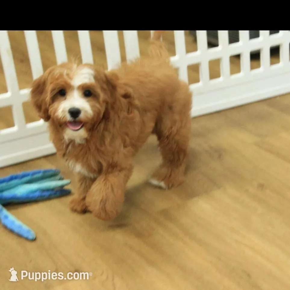 Pauline, a female Cavapoo for sale in Hickory, NC – Photo 8 of 10