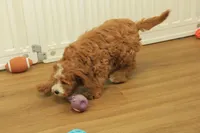 Pauline, a female Cavapoo for sale in Hickory, NC – Photo 4 of 10