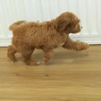 Pauline, a female Cavapoo for sale in Hickory, NC – Photo 3 of 10