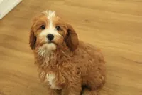 Pauline, a female Cavapoo for sale in Hickory, NC – Photo 3 of 10