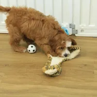 Pauline, a female Cavapoo for sale in Hickory, NC – Photo 5 of 10