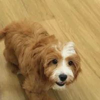 Pauline, a female Cavapoo for sale in Hickory, NC – Photo 6 of 10