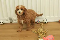 Pauline, a female Cavapoo for sale in Hickory, NC – Photo 10 of 10