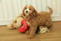 Pauline, a female Cavapoo for sale in Hickory, NC – Photo 8 of 10