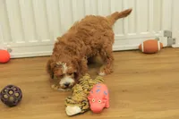 Pauline, a female Cavapoo for sale in Hickory, NC – Photo 9 of 10