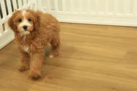 Pauline, a female Cavapoo for sale in Hickory, NC – Photo 5 of 10