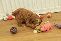 Pauline, a female Cavapoo for sale in Hickory, NC – Photo 6 of 10