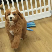 Pauline, a female Cavapoo for sale in Hickory, NC – Photo 7 of 10