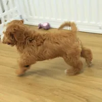 Pauline, a female Cavapoo for sale in Hickory, NC – Photo 2 of 10