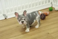 Wrangler, a male French Bulldog for sale in Hickory, NC – 9 of 10