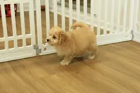 Golden Boy, a male Cavachon for sale in Hickory, NC – 10 of 10