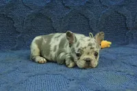 Vivian, a female French Bulldog for sale in Hickory, NC – 4 of 10