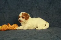 Popcorn, a female Cavapoo and Poodle - Toy  for sale in Hickory, NC – 6 of 8