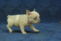 Alice, a female French Bulldog for sale in Hickory, NC – 4 of 10