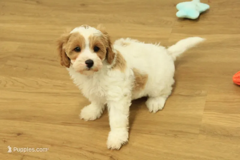 Madelyn F1B – Cavapoo puppy for sale in Hickory, NC