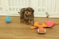 Sparkles, a female Cavapoo for sale in Hickory, NC – 8 of 10