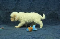 Violet F1B, a female Cavapoo for sale in Hickory, NC – 6 of 9
