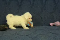 Scott, a male Maltipoo for sale in Hickory, NC – 4 of 10