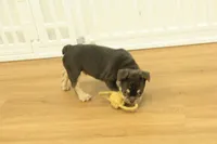 Rover, a male French Bulldog for sale in Hickory, NC – 7 of 10