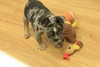 Rudy, a male French Bulldog for sale in Hickory, NC – 9 of 10