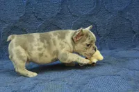 Jay, a male French Bulldog for sale in Hickory, NC – 2 of 9