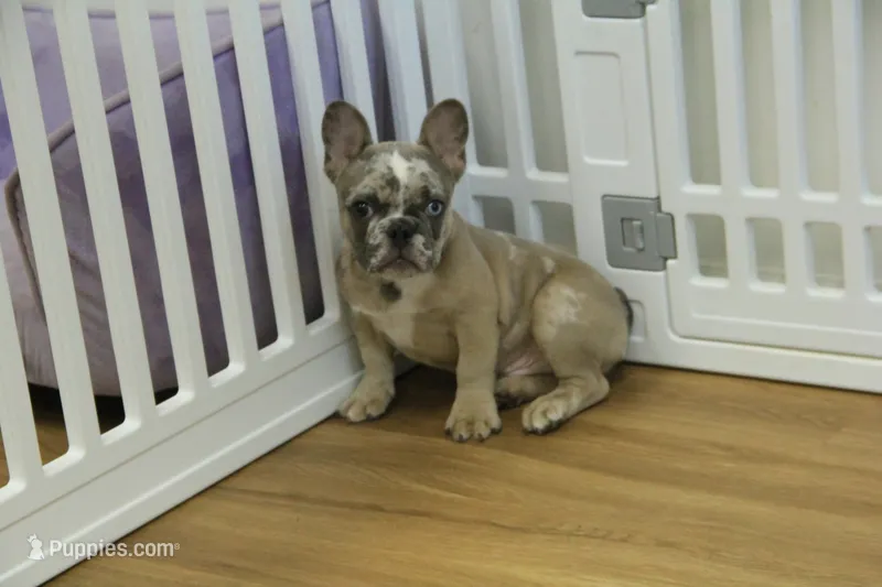 Tate – French Bulldog puppy for sale in Hickory, NC