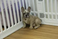 Tate, a male French Bulldog for sale in Hickory, NC – 1 of 10